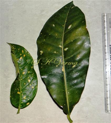  Leaves